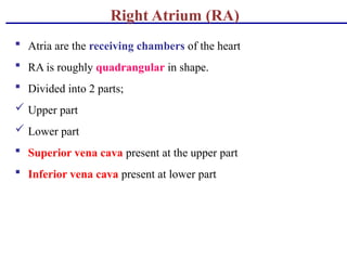 Ra Line Cardio vascular system. For BSc nursing students | PPTX
