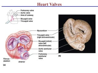 Valve Operation Cardio vascular system. For BSc nursing students | PPTX