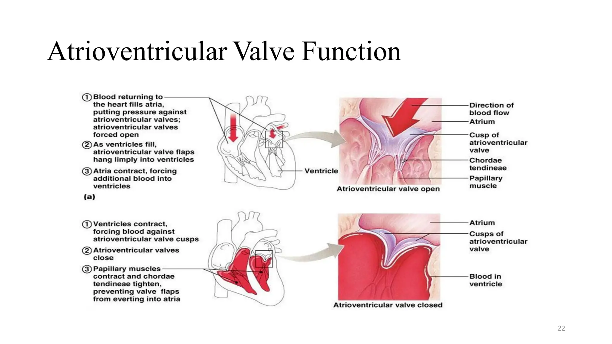 Atrioventricular Valve Function
22
 