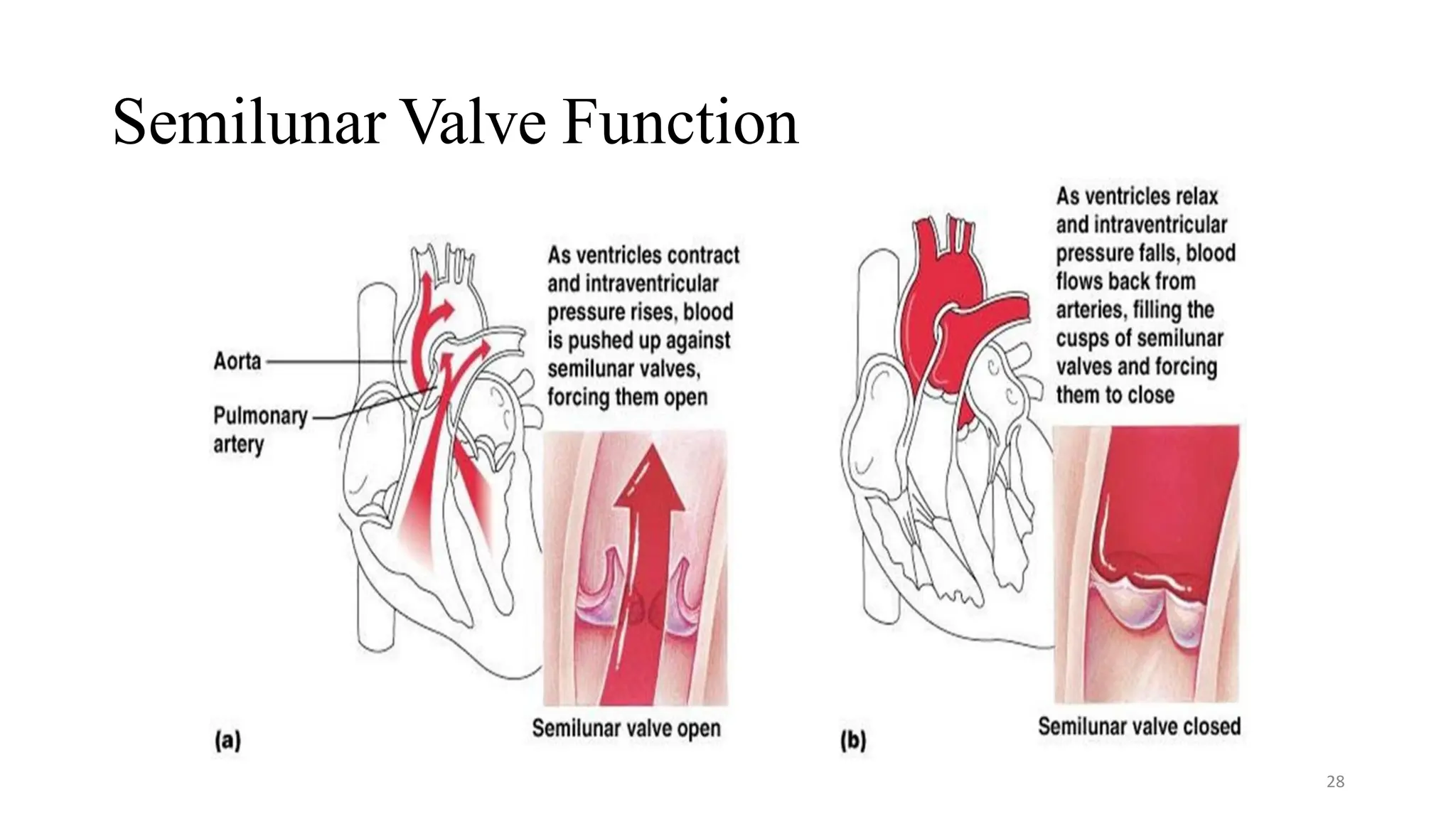 Semilunar Valve Function
28
 