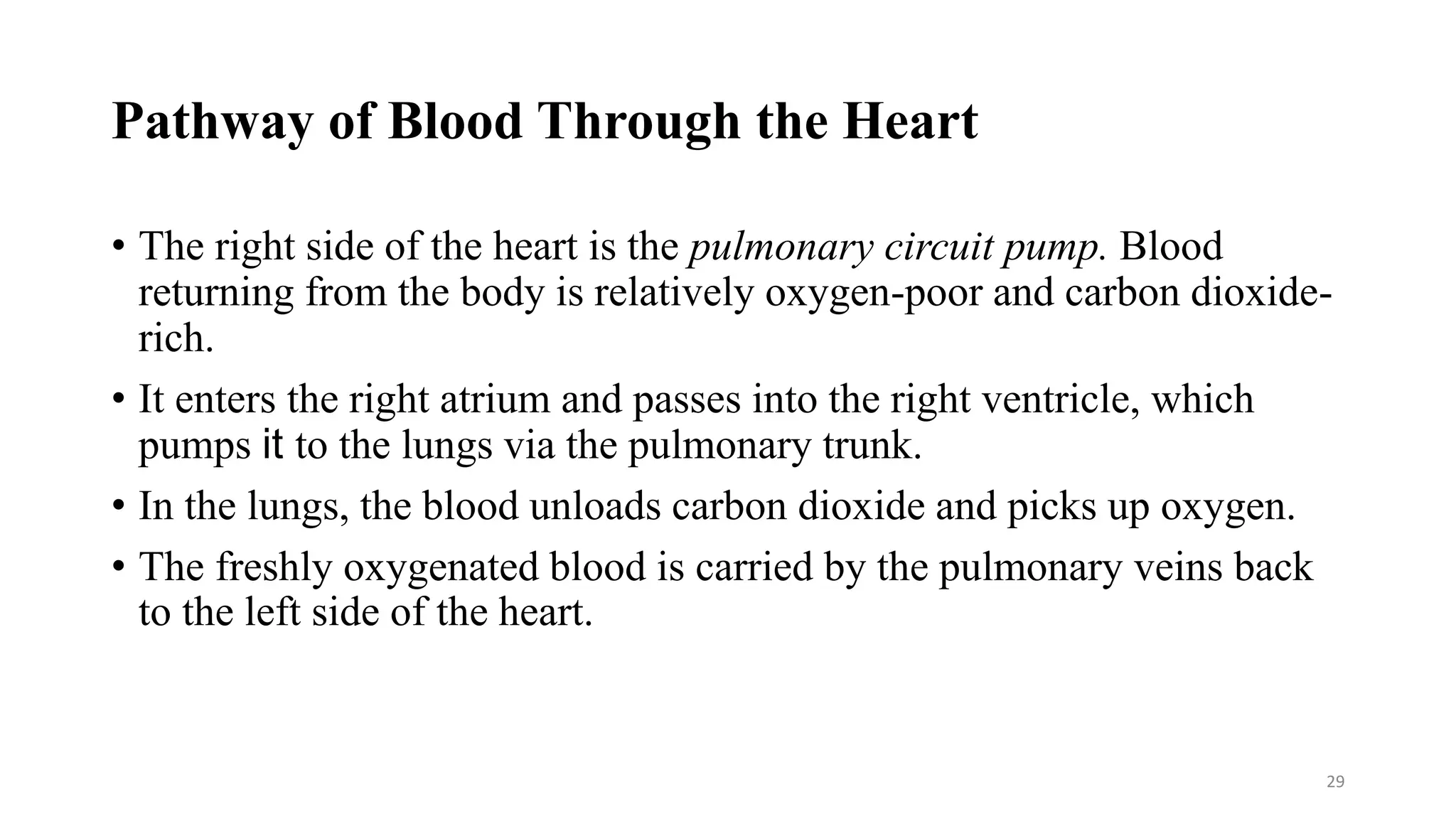 Pathway of Blood Through the Heart
• The right side of the heart is the pulmonary circuit pump. Blood
returning from the body is relatively oxygen-poor and carbon dioxide-
rich.
• It enters the right atrium and passes into the right ventricle, which
pumps it to the lungs via the pulmonary trunk.
• In the lungs, the blood unloads carbon dioxide and picks up oxygen.
• The freshly oxygenated blood is carried by the pulmonary veins back
to the left side of the heart.
29
 