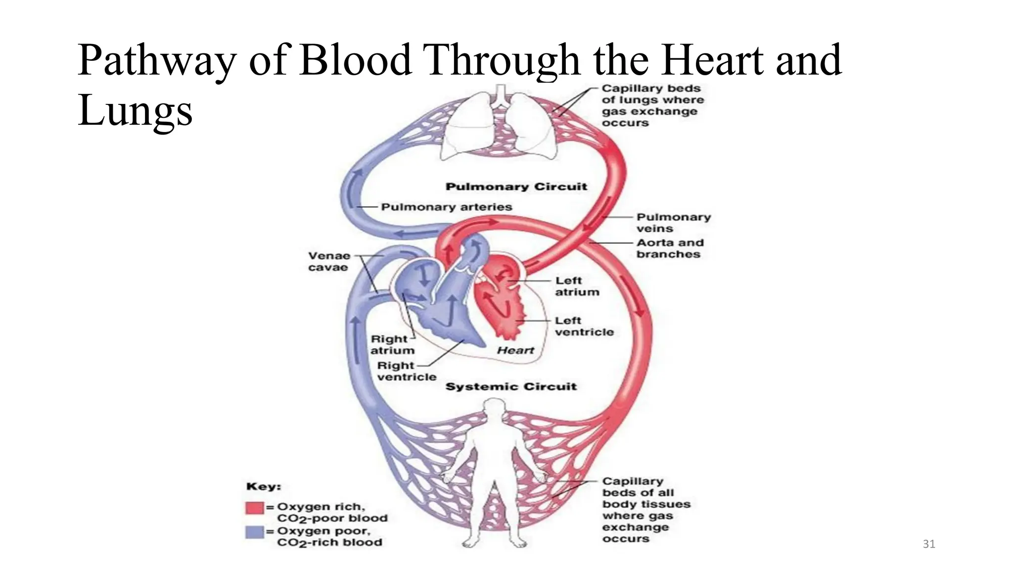 Pathway of Blood Through the Heart and
Lungs
31
 