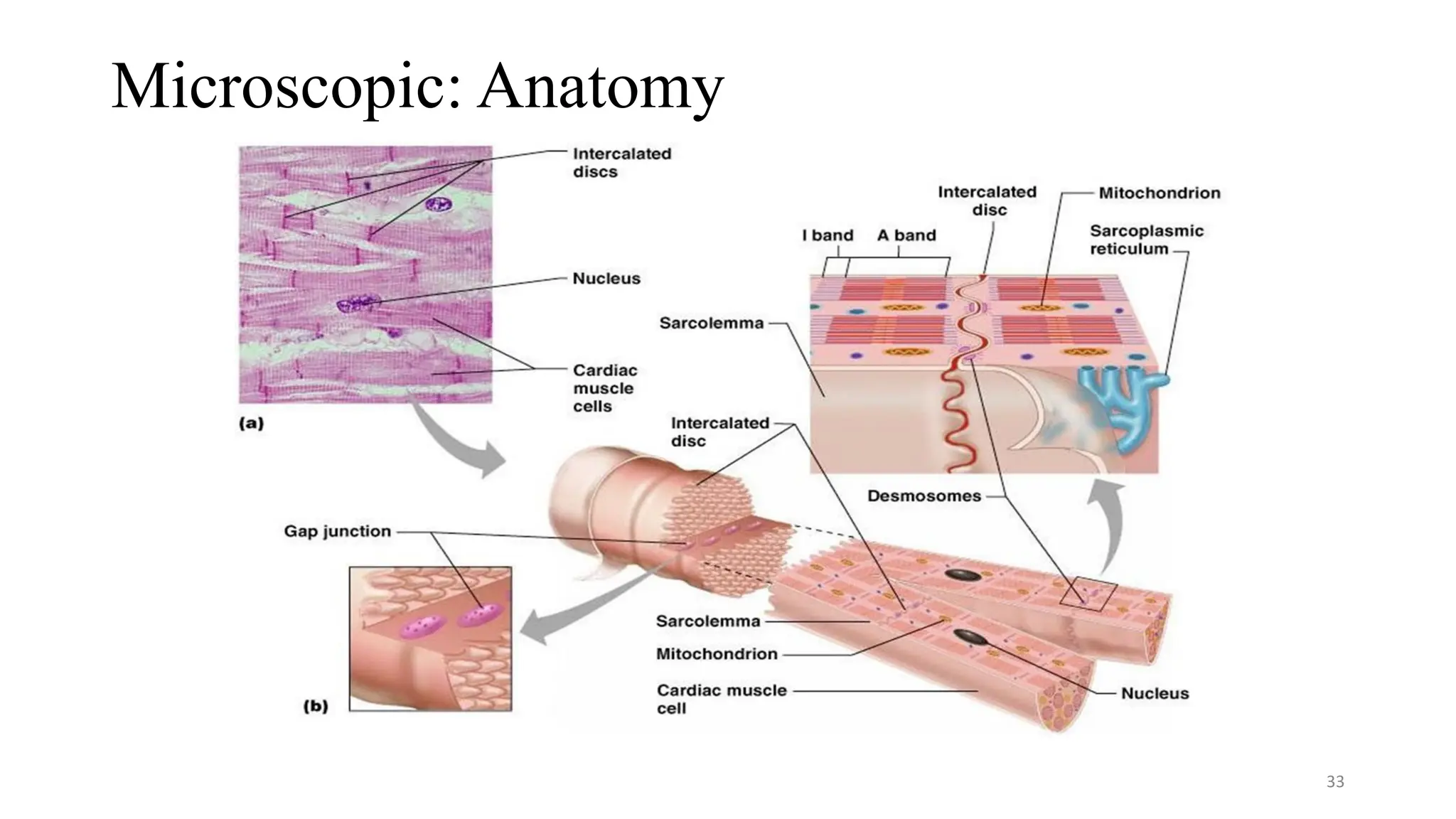 Microscopic: Anatomy
33
 