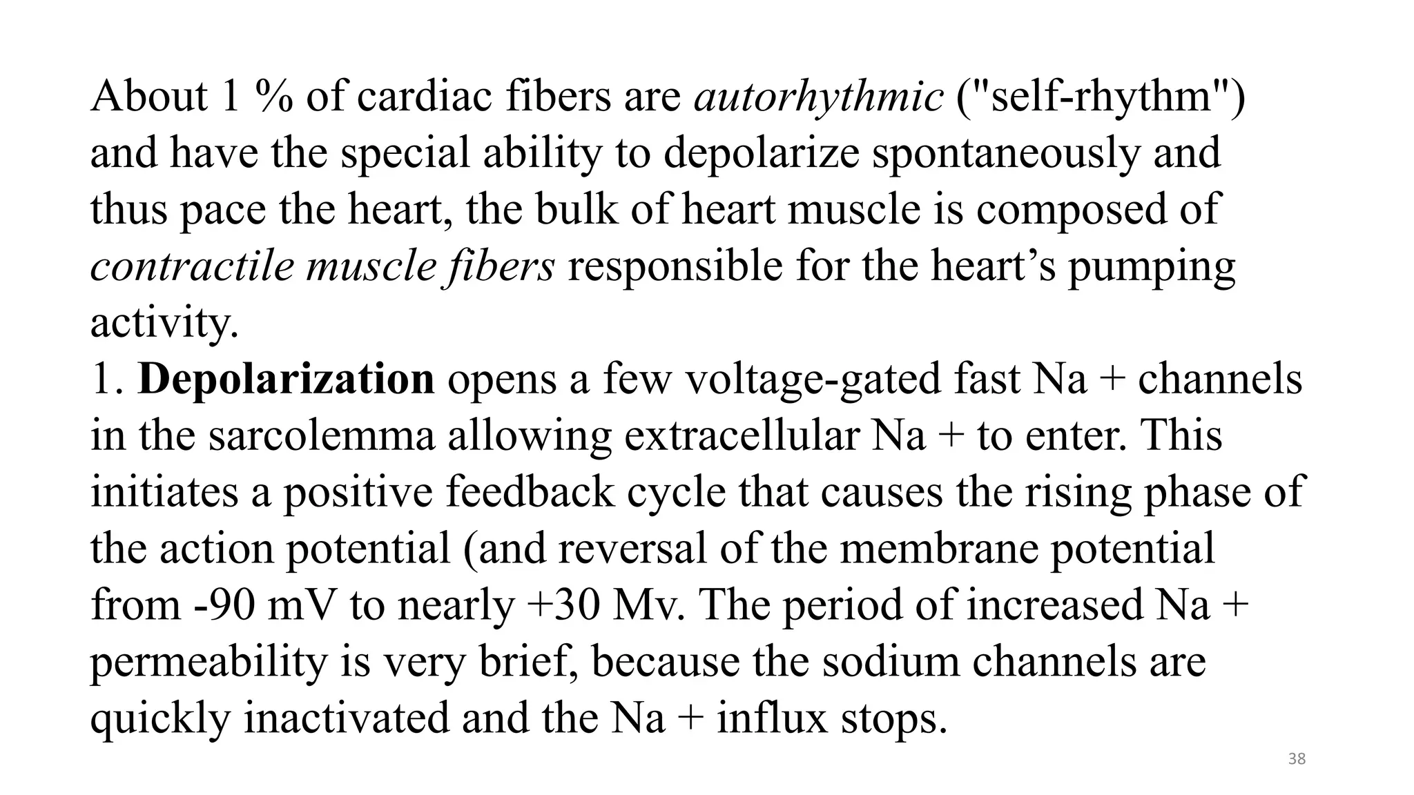 38
About 1 % of cardiac fibers are autorhythmic ("self-rhythm")
and have the special ability to depolarize spontaneously and
thus pace the heart, the bulk of heart muscle is composed of
contractile muscle fibers responsible for the heart’s pumping
activity.
1. Depolarization opens a few voltage-gated fast Na + channels
in the sarcolemma allowing extracellular Na + to enter. This
initiates a positive feedback cycle that causes the rising phase of
the action potential (and reversal of the membrane potential
from -90 mV to nearly +30 Mv. The period of increased Na +
permeability is very brief, because the sodium channels are
quickly inactivated and the Na + influx stops.
 