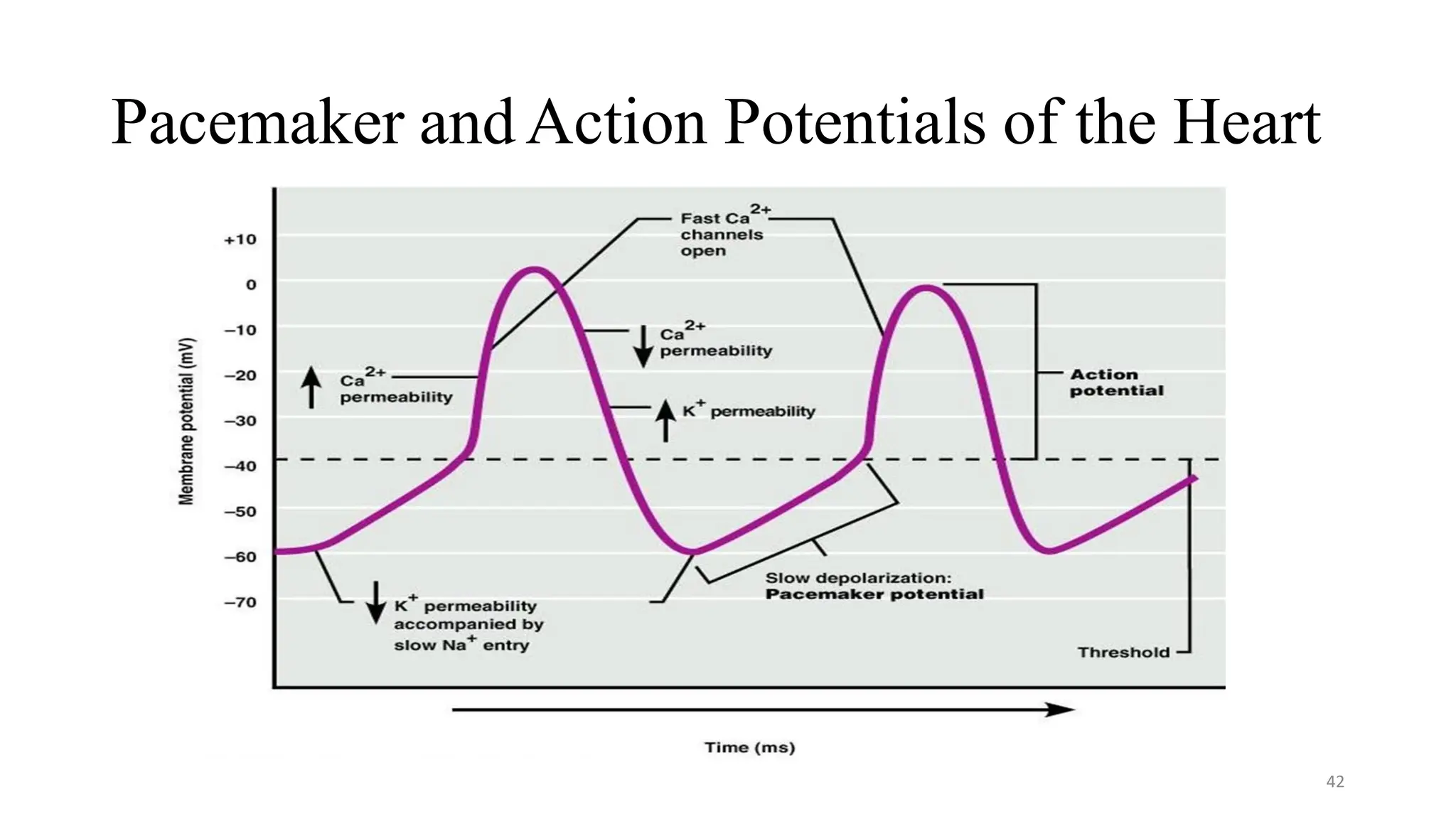 Pacemaker andAction Potentials of the Heart
42
 