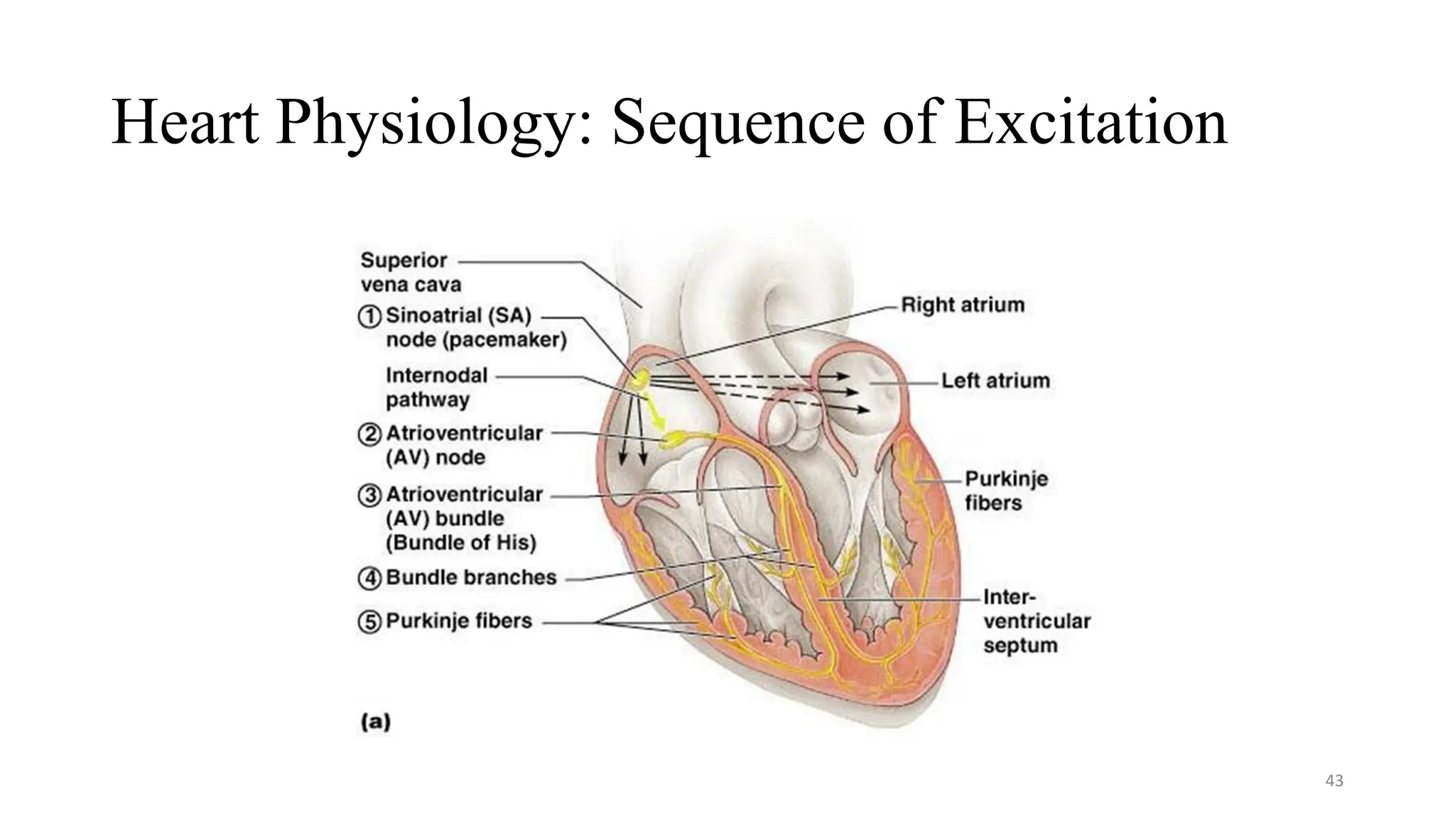 Heart Physiology: Sequence of Excitation
43
 