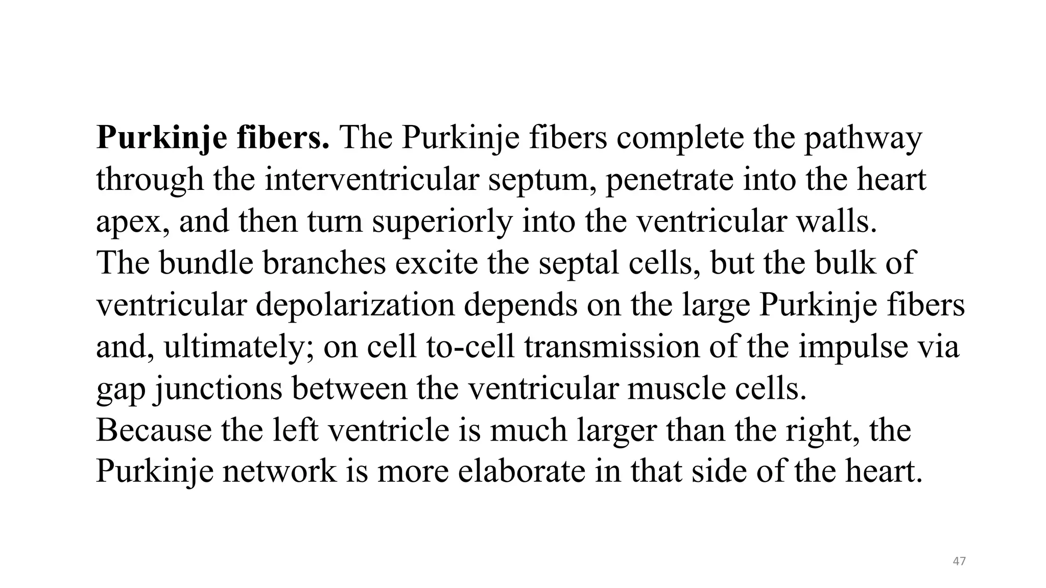 47
Purkinje fibers. The Purkinje fibers complete the pathway
through the interventricular septum, penetrate into the heart
apex, and then turn superiorly into the ventricular walls.
The bundle branches excite the septal cells, but the bulk of
ventricular depolarization depends on the large Purkinje fibers
and, ultimately; on cell to-cell transmission of the impulse via
gap junctions between the ventricular muscle cells.
Because the left ventricle is much larger than the right, the
Purkinje network is more elaborate in that side of the heart.
 