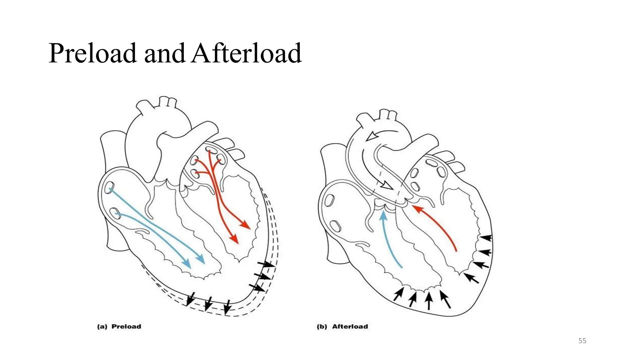 Preload andAfterload
55
 