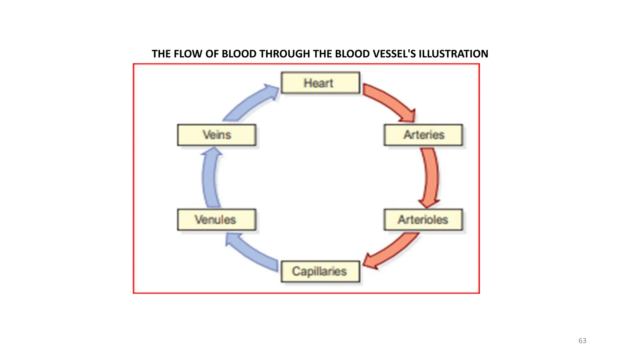 THE FLOW OF BLOOD THROUGH THE BLOOD VESSEL'S ILLUSTRATION
63
 