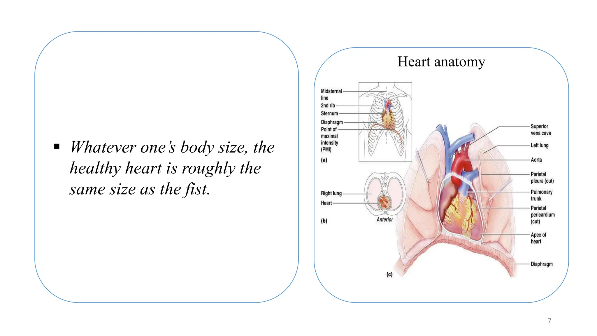 7
▪ Whatever one’s body size, the
healthy heart is roughly the
same size as the fist.
Heart anatomy
 