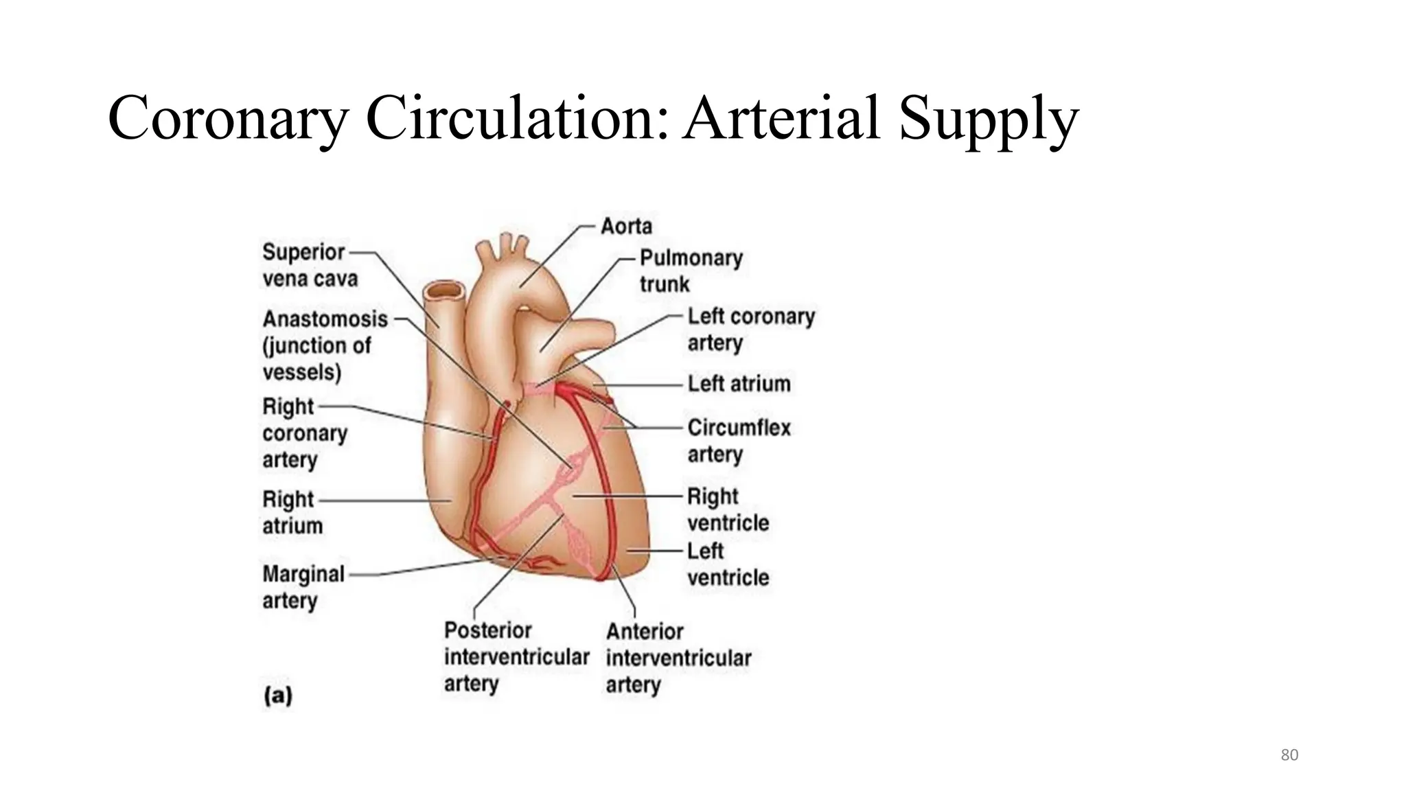 Coronary Circulation:Arterial Supply
80
 