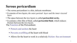 Serous pericardium
• The serous pericardium is a thin, delicate membrane.
• It consists of two layers; the outer parietal layer and the inner visceral
layer.
• The space between the two layers is called pericardial cavity.
• It contains a thin film of fluid, called pericardial fluid, which reduces
friction between the two layers.
The Function of the Pericardium:
▪ Protects and anchors the heart
▪ Prevents overfilling of the heart with blood
▪ Allows for the heart to work in a relatively friction- free environment
10
 