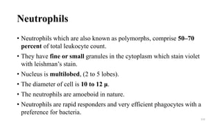Neutrophils
• Neutrophils which are also known as polymorphs, comprise 50–70
percent of total leukocyte count.
• They have fine or small granules in the cytoplasm which stain violet
with leishman’s stain.
• Nucleus is multilobed, (2 to 5 lobes).
• The diameter of cell is 10 to 12 μ.
• The neutrophils are amoeboid in nature.
• Neutrophils are rapid responders and very efficient phagocytes with a
preference for bacteria.
115
 