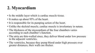 2. Myocardium
• Is the middle layer which is cardiac muscle tissue.
• It makes up about 95% of the heart.
• It is responsible for its pumping action of the heart.
• Unlike the skeletal muscle, cardiac muscle is involuntary in nature.
• The thickness of the myocardium of the four chambers varies
according to each chamber’s function.
• The atria are thin-walled since, they deliver blood under low pressure
to the adjacent ventricles.
• The ventricles, because they pump blood under high pressure over
greater distances, their walls are thicker.
12
 
