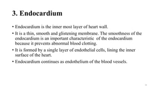 3. Endocardium
• Endocardium is the inner most layer of heart wall.
• It is a thin, smooth and glistening membrane. The smoothness of the
endocardium is an important characteristic of the endocardium
because it prevents abnormal blood clotting.
• It is formed by a single layer of endothelial cells, lining the inner
surface of the heart.
• Endocardium continues as endothelium of the blood vessels.
14
 