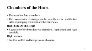 Chambers of the Heart
• The heart has four chambers.
• The two superior receiving chambers are the atria , and the two
inferior pumping chambers are the ventricles.
Right Side Of The Heart
• Right side of the heart has two chambers, right atrium and right
ventricle.
Right atrium
• Is a thin walled and low-pressure chamber.
16
 