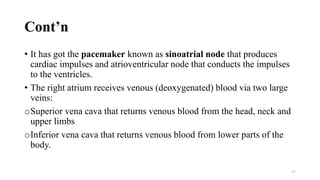 Cont’n
• It has got the pacemaker known as sinoatrial node that produces
cardiac impulses and atrioventricular node that conducts the impulses
to the ventricles.
• The right atrium receives venous (deoxygenated) blood via two large
veins:
oSuperior vena cava that returns venous blood from the head, neck and
upper limbs
oInferior vena cava that returns venous blood from lower parts of the
body.
17
 
