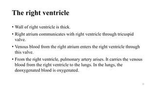 The right ventricle
• Wall of right ventricle is thick.
• Right atrium communicates with right ventricle through tricuspid
valve.
• Venous blood from the right atrium enters the right ventricle through
this valve.
• From the right ventricle, pulmonary artery arises. It carries the venous
blood from the right ventricle to the lungs. In the lungs, the
deoxygenated blood is oxygenated.
18
 