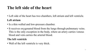 The left side of the heart
• Left side of the heart has two chambers, left atrium and left ventricle.
Left atrium
• Is a thin walled and low-pressure chamber.
• It receives oxygenated blood from the lungs through pulmonary veins.
This is the only exception in the body, where an artery carries venous
blood and vein carries the arterial blood.
The left ventricle
• Wall of the left ventricle is very thick.
19
 