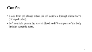 Cont’n
• Blood from left atrium enters the left ventricle through mitral valve
(bicuspid valve).
• Left ventricle pumps the arterial blood to different parts of the body
through systemic aorta.
20
 