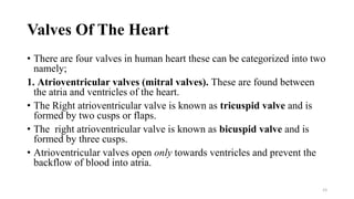 Valves Of The Heart
• There are four valves in human heart these can be categorized into two
namely;
1. Atrioventricular valves (mitral valves). These are found between
the atria and ventricles of the heart.
• The Right atrioventricular valve is known as tricuspid valve and is
formed by two cusps or flaps.
• The right atrioventricular valve is known as bicuspid valve and is
formed by three cusps.
• Atrioventricular valves open only towards ventricles and prevent the
backflow of blood into atria.
23
 