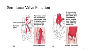 Semilunar Valve Function
28
 