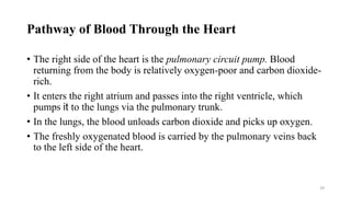 Pathway of Blood Through the Heart
• The right side of the heart is the pulmonary circuit pump. Blood
returning from the body is relatively oxygen-poor and carbon dioxide-
rich.
• It enters the right atrium and passes into the right ventricle, which
pumps it to the lungs via the pulmonary trunk.
• In the lungs, the blood unloads carbon dioxide and picks up oxygen.
• The freshly oxygenated blood is carried by the pulmonary veins back
to the left side of the heart.
29
 