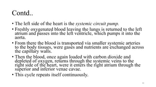 Contd..
• The left side of the heart is the systemic circuit pump.
• Freshly oxygenated blood leaving the lungs is returned to the left
atrium and passes into the left ventricle, which pumps it into the
aorta.
• From there the blood is transported via smaller systemic arteries
to the body tissues, were gases and nutrients are exchanged across
the capillary walls.
• Then the blood, once again loaded with carbon dioxide and
depleted of oxygen, returns through the systemic veins to the
right side of the heart, were it enters the right atrium through the
superior and inferior venae cavae.
• This cycle repeats itself continuously.
30
 