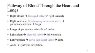 Pathway of Blood Through the Heart and
Lungs
▪ Right atrium → tricuspid valve → right ventricle
▪ Right ventricle → pulmonary semilunar valve →
pulmonary arteries → lungs
▪ Lungs → pulmonary veins → left atrium
▪ Left atrium → bicuspid valve → left ventricle
▪ Left ventricle → aortic semilunar valve → aorta
▪ Aorta → systemic circulation
32
 