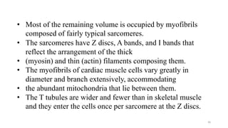 36
• Most of the remaining volume is occupied by myofibrils
composed of fairly typical sarcomeres.
• The sarcomeres have Z discs, A bands, and I bands that
reflect the arrangement of the thick
• (myosin) and thin (actin) filaments composing them.
• The myofibrils of cardiac muscle cells vary greatly in
diameter and branch extensively, accommodating
• the abundant mitochondria that lie between them.
• The T tubules are wider and fewer than in skeletal muscle
and they enter the cells once per sarcomere at the Z discs.
 