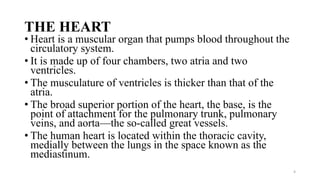 THE HEART
• Heart is a muscular organ that pumps blood throughout the
circulatory system.
• It is made up of four chambers, two atria and two
ventricles.
• The musculature of ventricles is thicker than that of the
atria.
• The broad superior portion of the heart, the base, is the
point of attachment for the pulmonary trunk, pulmonary
veins, and aorta—the so-called great vessels.
• The human heart is located within the thoracic cavity,
medially between the lungs in the space known as the
mediastinum.
4
 