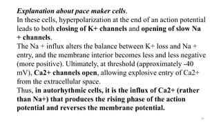 41
Explanation about pace maker cells.
In these cells, hyperpolarization at the end of an action potential
leads to both closing of K+ channels and opening of slow Na
+ channels.
The Na + influx alters the balance between K+ loss and Na +
entry, and the membrane interior becomes less and less negative
(more positive). Ultimately, at threshold (approximately -40
mV), Ca2+ channels open, allowing explosive entry of Ca2+
from the extracellular space.
Thus, in autorhythmic cells, it is the influx of Ca2+ (rather
than Na+) that produces the rising phase of the action
potential and reverses the membrane potential.
 