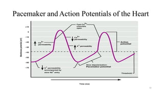 Pacemaker andAction Potentials of the Heart
42
 
