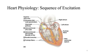 Heart Physiology: Sequence of Excitation
43
 