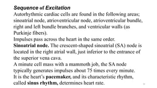 44
Sequence of Excitation
Autorhythmic cardiac cells are found in the following areas;
sinoatrial node, atrioventricular node, atrioventricular bundle,
right and left bundle branches, and ventricular walls (as
Purkinje fibers).
Impulses pass across the heart in the same order.
Sinoatrial node. The crescent-shaped sinoatrial (SA) node is
located in the right atrial wall, just inferior to the entrance of
the superior vena cava.
A minute cell mass with a mammoth job, the SA node
typically generates impulses about 75 times every minute.
It is the heart’s pacemaker, and its characteristic rhythm,
called sinus rhythm, determines heart rate.
 