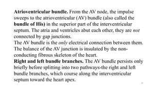 46
Atrioventricular bundle. From the AV node, the impulse
sweeps to the atrioventricular (AV) bundle (also called the
bundle of His) in the superior part of the interventricular
septum. The atria and ventricles abut each other, they are not
connected by gap junctions.
The AV bundle is the only electrical connection between them.
The balance of the AV junction is insulated by the non-
conducting fibrous skeleton of the heart.
Right and left bundle branches. The AV bundle persists only
briefly before splitting into two pathways-the right and left
bundle branches, which course along the interventricular
septum toward the heart apex.
 