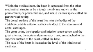 5
Within the mediastinum, the heart is separated from the other
mediastinal structures by a tough membrane known as the
pericardium, or pericardial sac, and sits in its own space called the
pericardial cavity.
The dorsal surface of the heart lies near the bodies of the
vertebrae, and its anterior surface sits deep to the sternum and
costal cartilages.
The great veins, the superior and inferior venae cavae, and the
great arteries, the aorta and pulmonary trunk, are attached to the
superior surface of the heart, called the base.
The base of the heart is located at the level of the third costal
cartilage.
 