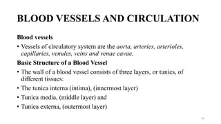 BLOOD VESSELS AND CIRCULATION
Blood vessels
• Vessels of circulatory system are the aorta, arteries, arterioles,
capillaries, venules, veins and venae cavae.
Basic Structure of a Blood Vessel
• The wall of a blood vessel consists of three layers, or tunics, of
different tissues:
• The tunica interna (intima), (innermost layer)
• Tunica media, (middle layer) and
• Tunica externa, (outermost layer)
58
 
