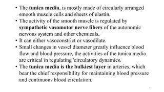 61
• The tunica media, is mostly made of circularly arranged
smooth muscle cells and sheets of elastin.
• The activity of the smooth muscle is regulated by
sympathetic vasomotor nerve fibers of the autonomic
nervous system and other chemicals.
• It can either vasoconstrict or vasodilate.
• Small changes in vessel diameter greatly influence blood
flow and blood pressure, the activities of the tunica media
are critical in regulating 'circulatory dynamics.
• The tunica media is the bulkiest layer in arteries, which
bear the chief responsibility for maintaining blood pressure
and continuous blood circulation.
 