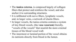 • The tunica externa, is composed largely of collagen
fibers that protect and reinforce the vessel, and also
anchor it to surrounding structures.
• It is infiltrated with nerve fibers, lymphatic vessels,
and, in larger veins, a network of elastin fibers.
• In larger vessels, the tunica externa contains a system
of tiny blood vessels, (the vasa vasorum) literally,
"vessels of the vessels" that nourish the more external
tissues of the blood vessel wall.
• The innermost or luminal portion of the vessel obtains
its nutrients directly from blood in the lumen.
62
 
