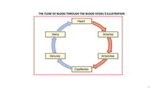 THE FLOW OF BLOOD THROUGH THE BLOOD VESSEL'S ILLUSTRATION
63
 