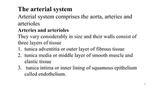 The arterial system
Arterial system comprises the aorta, arteries and
arterioles
Arteries and arterioles
They vary considerably in size and their walls consist of
three layers of tissue
1. tunica adventitia or outer layer of fibrous tissue
2. tunica media or middle layer of smooth muscle and
elastic tissue
3. tunica intima or inner lining of squamous epithelium
called endothelium.
68
 