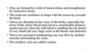 • They are formed by a fold of tunica intima and strengthened
by connective tissue.
• The cusps are semilunar in shape with the concavity towards
the heart.
• Valves are abundant in the veins of the limbs, especially the
lower limbs where blood must travel a considerable distance
against gravity when the individual is standing but are absent
in very small and very large veins in the thorax and abdomen.
• Valves are assisted in maintaining one-way flow by skeletal
muscles surrounding the veins.
• The smallest veins are called venules.
75
 