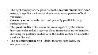 83
• The right coronary artery gives rise to the posterior interventricular
artery, It supplies the interventricular septum and portions of both
ventricles.
• Coronary veins drain the heart and generally parallel the large
surface arteries.
• The great cardiac vein- drains the areas supplied by the anterior
interventricular and also receives blood from several major branches,
including the posterior cardiac vein, the middle cardiac vein, and the
small cardiac vein.
• The posterior cardiac vein - drains the areas supplied by the
marginal arteries.
 
