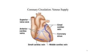 85
Coronary Circulation: Venous Supply
 