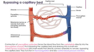 Lecture: Cardiovascular system (Special Histology) | PDF