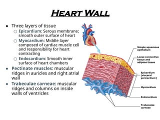 Pectinate Ridges CardioVascular System for class intermediate | PPTX