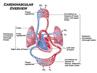 Heart Lung O2 CardioVascular System for class intermediate | PPTX