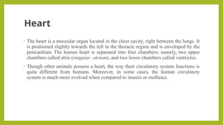 Heart
• The heart is a muscular organ located in the chest cavity, right between the lungs. It
is positioned slightly towards the left in the thoracic region and is enveloped by the
pericardium. The human heart is separated into four chambers; namely, two upper
chambers called atria (singular: atrium), and two lower chambers called ventricles.
• Though other animals possess a heart, the way their circulatory system functions is
quite different from humans. Moreover, in some cases, the human circulatory
system is much more evolved when compared to insects or molluscs.
 