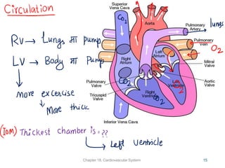 cardiovascular system.pdf with example and understanding | PDF